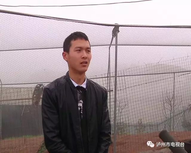 孔雀王子山村养灵鸟  打开“致富屏”