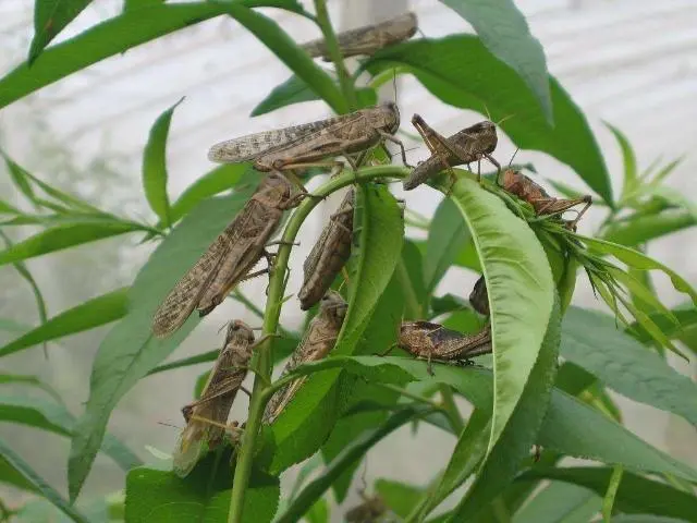 蝗虫养殖致富方法_2021养殖蝗虫的前景_致富养殖蝗虫方法和技巧