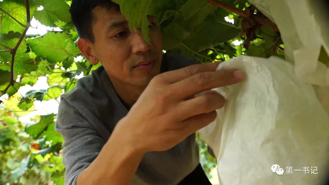 广西种植大户名单_广西致富种植项目_广西全州种植致富