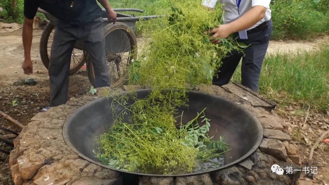 广西致富种植项目_广西种植大户名单_广西全州种植致富