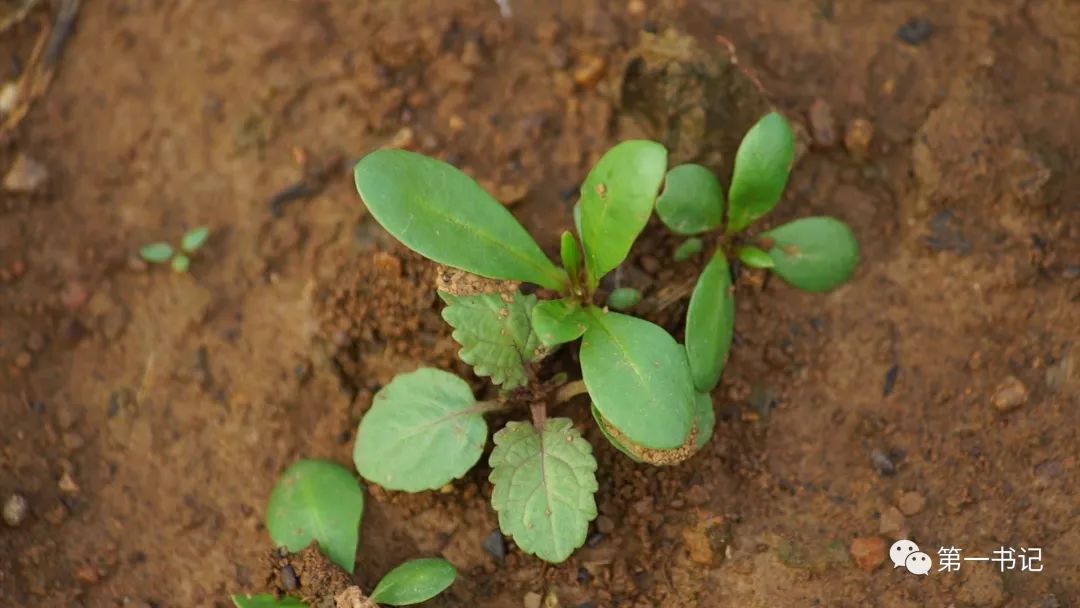 广西致富种植项目_广西全州种植致富_广西种植大户名单