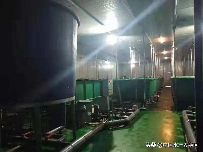 加州鲈鱼苗成活率低、反季节难，这个模式却将成活率提高到5成