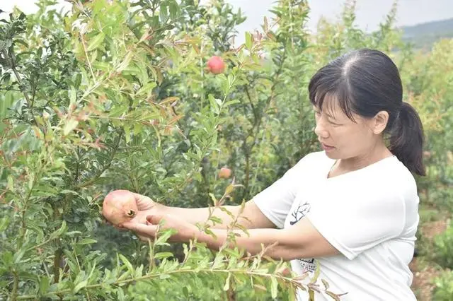 核桃种植效益_种植核桃致富经_核桃种植收益怎么样