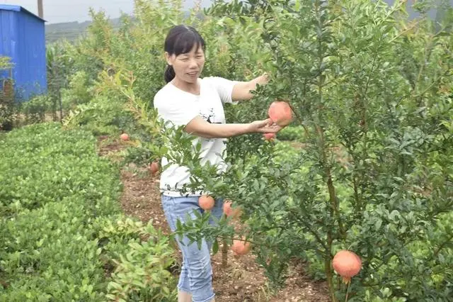 核桃种植收益怎么样_核桃种植效益_种植核桃致富经