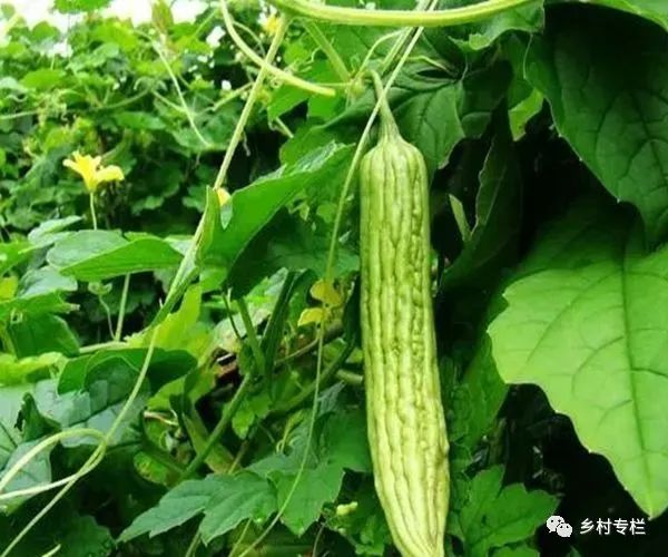 苦爪栽培种植技术_苦爪的种植和管理技术_苦爪高产栽培技术