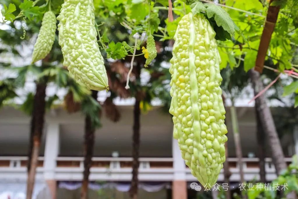 苦爪的种植技术_苦爪栽培种植技术_苦爪高产栽培技术