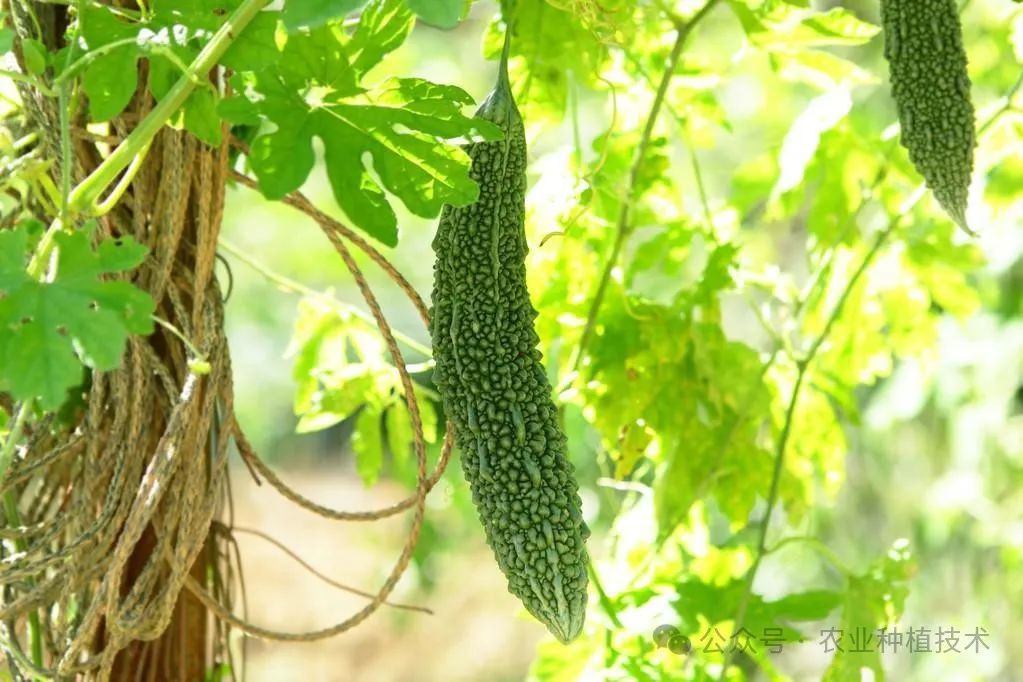 苦爪栽培种植技术_苦爪的种植技术_苦爪高产栽培技术