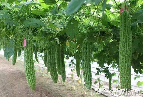苦爪的种植技术_苦爪栽培种植技术_种植苦瓜的方法