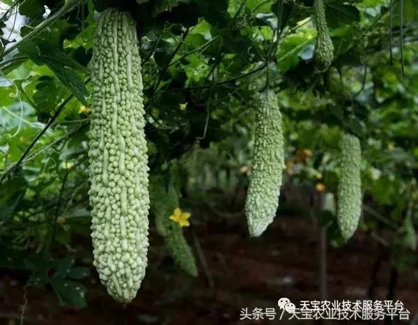 种植苦瓜的方法_苦爪栽培种植技术_苦爪的种植技术