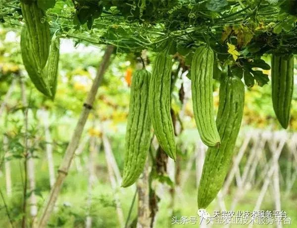 苦爪栽培种植技术_种植苦瓜的方法_苦爪的种植技术