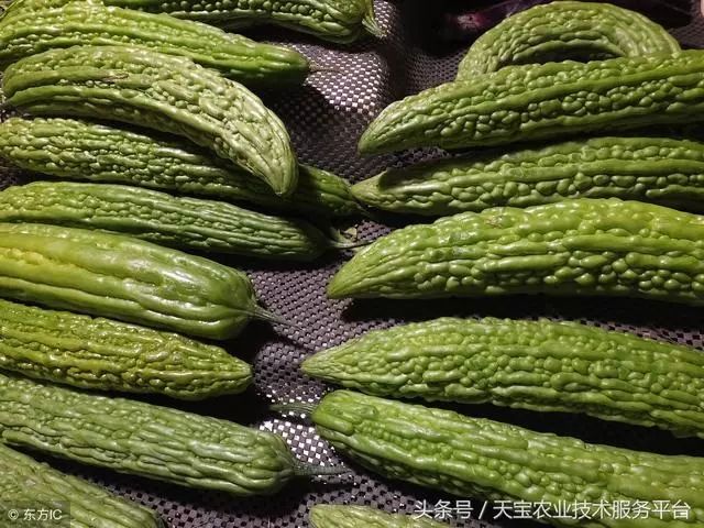 种植苦瓜的方法_苦爪栽培种植技术_苦爪的种植技术