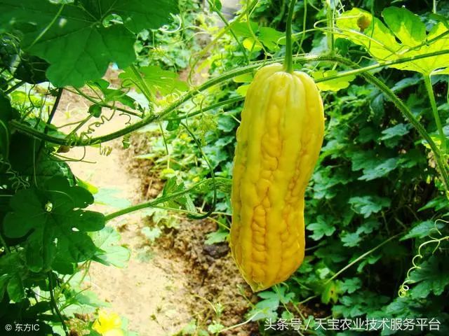 种植苦瓜的方法_苦爪的种植技术_苦爪栽培种植技术