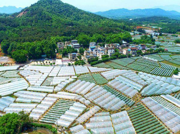 广西山区种植什么致富_广西农村种植业致富项目_广西全州种植致富