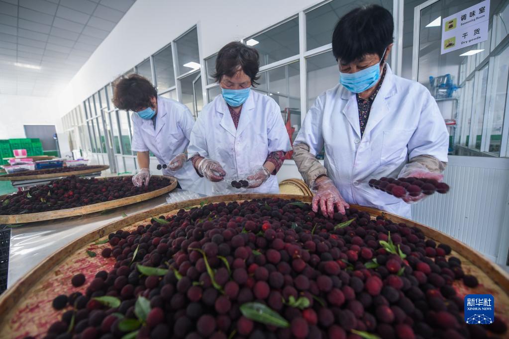 杨梅致富种植_致富种植杨梅怎么样_种植杨梅赚钱吗