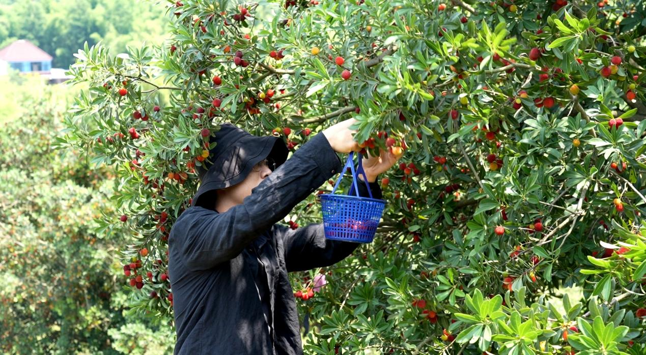 杨梅致富种植_致富种植杨梅怎么样_致富种植杨梅视频
