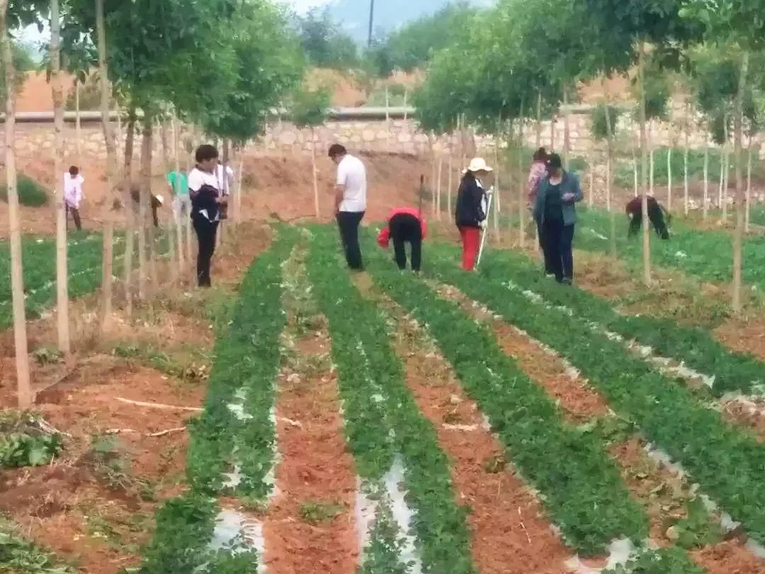 种植致富金果果_致富经种水果_致富经果树盆景