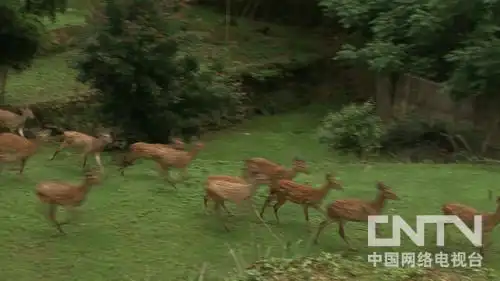 致富经鹿养殖_致富经养鹿浙江丽水_致富经养鹿八年五万变百万