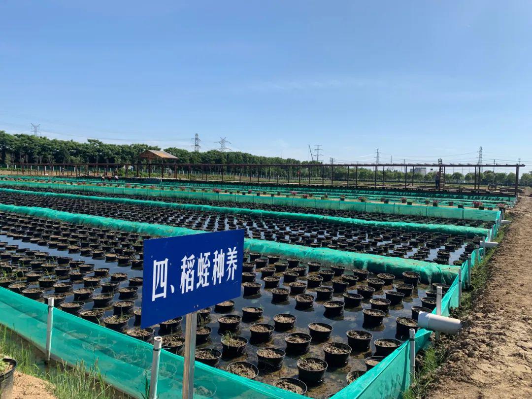 蚂蟥变黄金 田地变宝盆 “五位一体”种养模式让一亩地变“产业园”