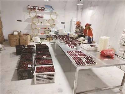 致富种植杨梅视频_致富种植杨梅图片_杨梅致富种植