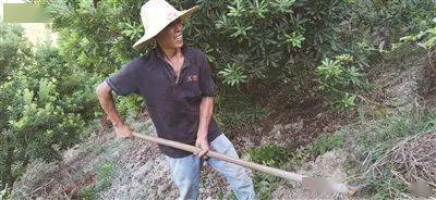 致富种植杨梅视频_杨梅致富种植_致富种植杨梅图片