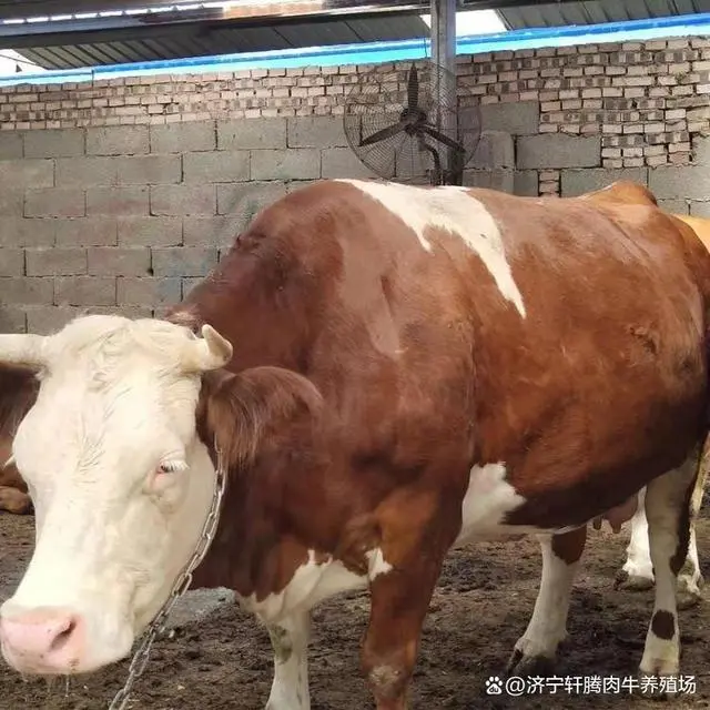 肉牛养殖技术