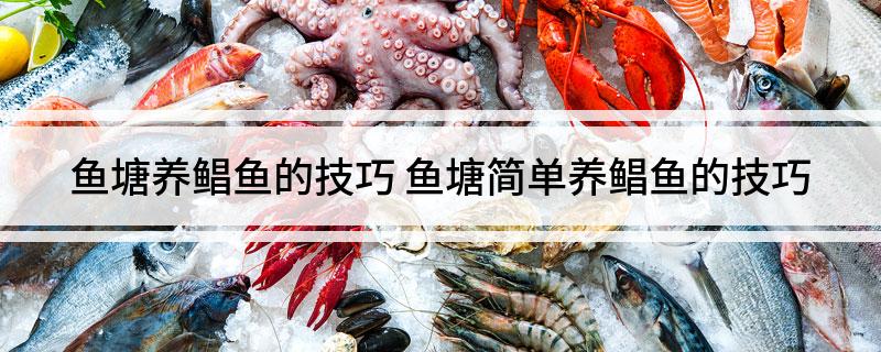 鱼塘养鲳鱼的技巧