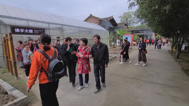 致富果树_种植致富金果果_致富经果树种植视频