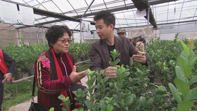致富经果树种植视频_种植致富金果果_致富果树