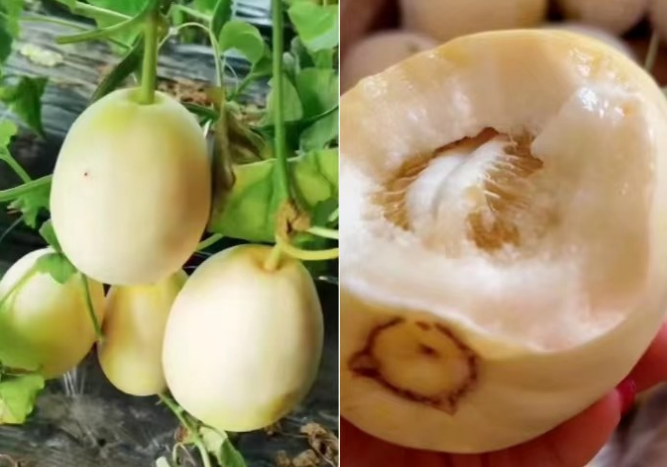 种植采用技术吊瓜的原因_采用吊瓜的种植技术_种植采用技术吊瓜的方法