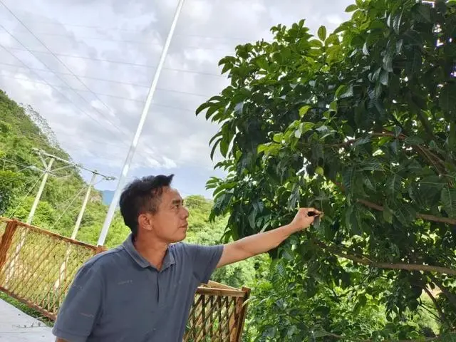 工艺榄苗_种植工艺榄技术_工艺榄种植施什么肥