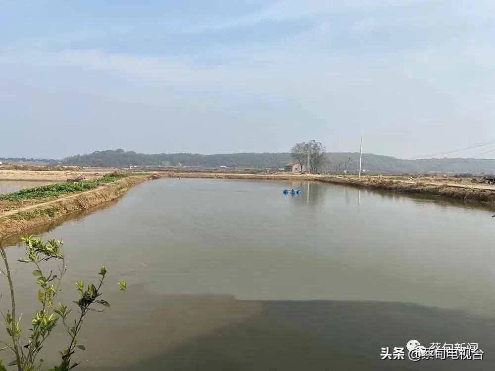 养殖桂鱼的利润是多少_致富养殖桂鱼视频_桂鱼养殖致富经