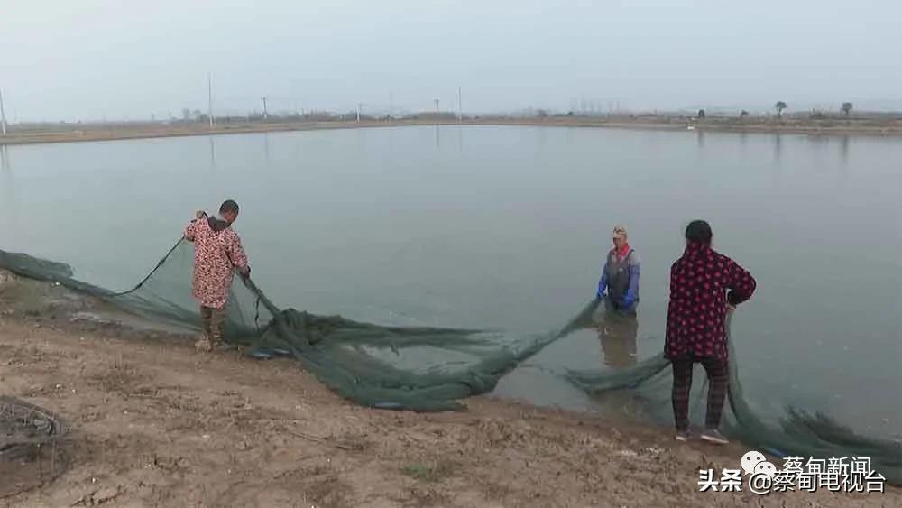 养殖桂鱼的利润是多少_致富养殖桂鱼视频_桂鱼养殖致富经