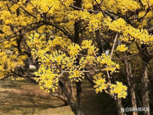 种花致富选什么品种_种植花卉的致富_花卉致富种植方案