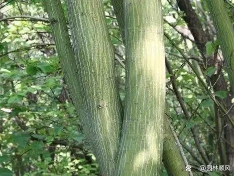 花卉致富种植方案_种花致富选什么品种_种植花卉的致富