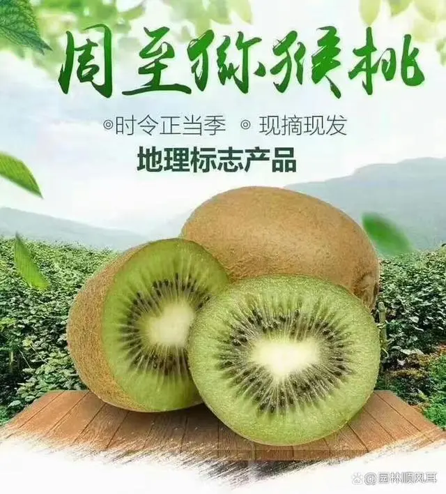 花卉致富种植方案_种花致富选什么品种_种植花卉的致富