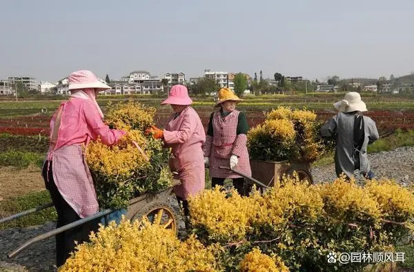 种花致富选什么品种_种植花卉的致富_花卉致富种植方案