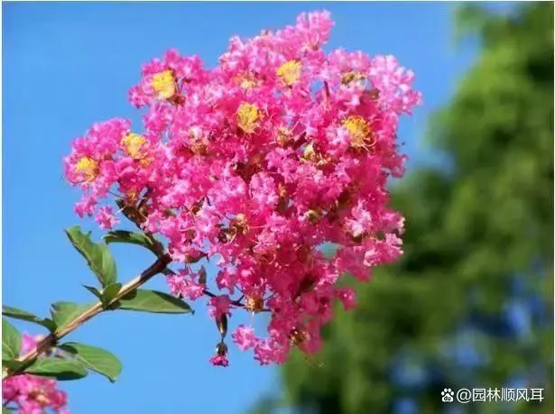 花卉致富种植方案_种植花卉的致富_种花致富选什么品种