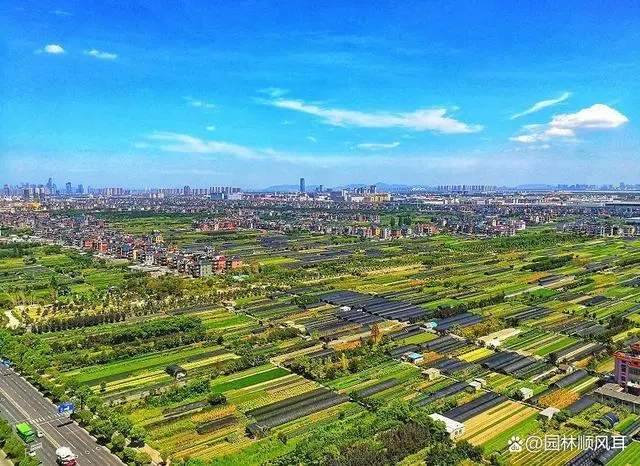 花卉致富种植方案_种花致富选什么品种_种植花卉的致富