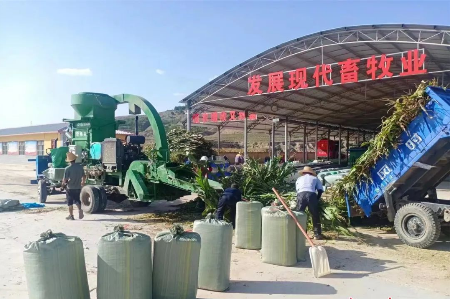 陇西渭阳：庭院养殖铺就农户致富路