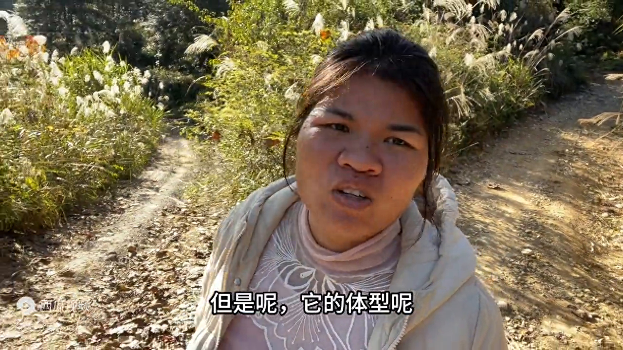 大叔贪图便宜买的鸭苗，养了三个月后不对劲，大叔老开心了