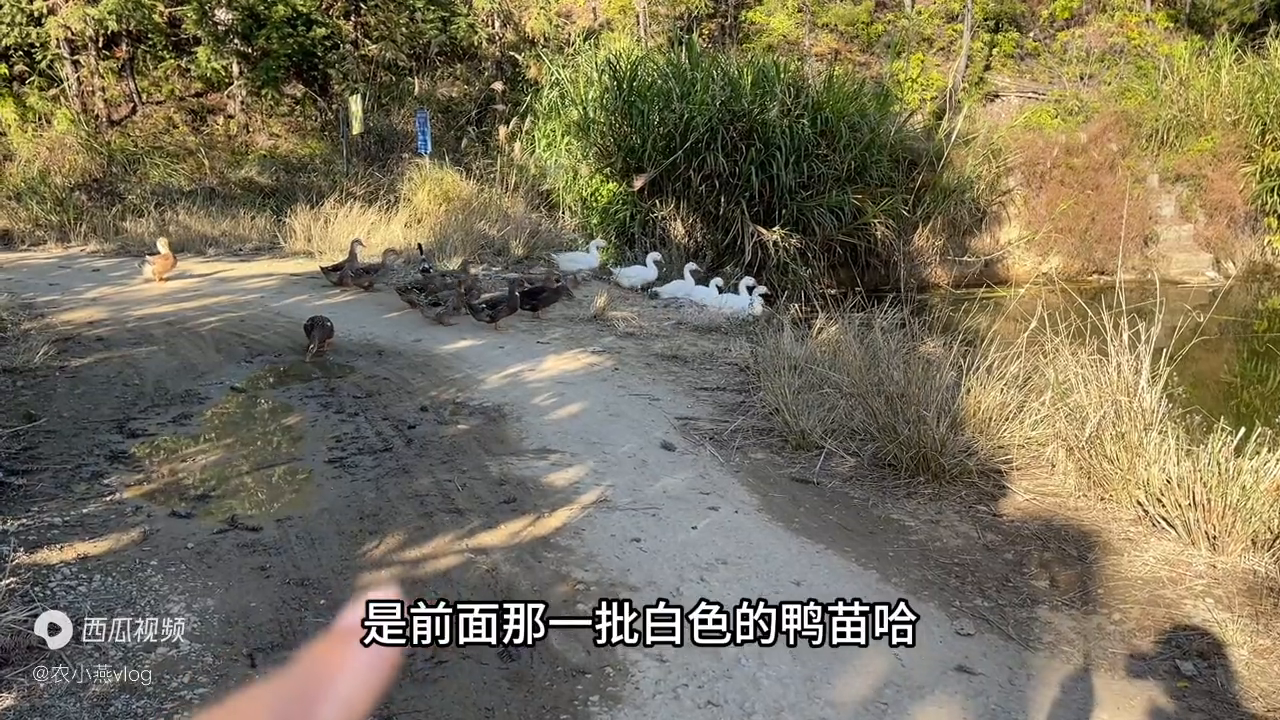 鸡鸭鹅养殖基地视频_鹅鸭鸡养殖技术视频_鸭鹅的养殖成本及利润