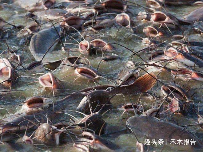 养殖塘鲺致富_养殖塘口_养殖塘鲺8000斤赚多少