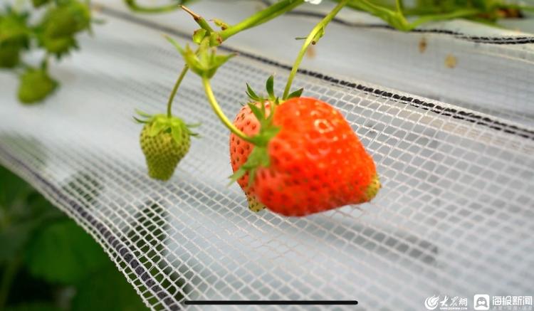 樱桃致富经_种樱桃能赚多少钱_致富经种樱桃