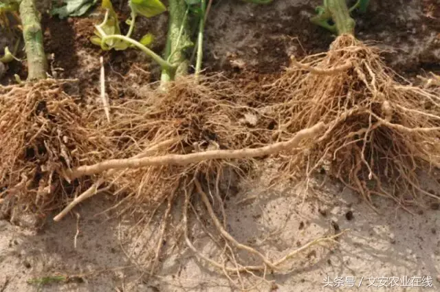 西红柿种植技术大全_西红柿种植最新技术有哪些_最新西红柿种植技术