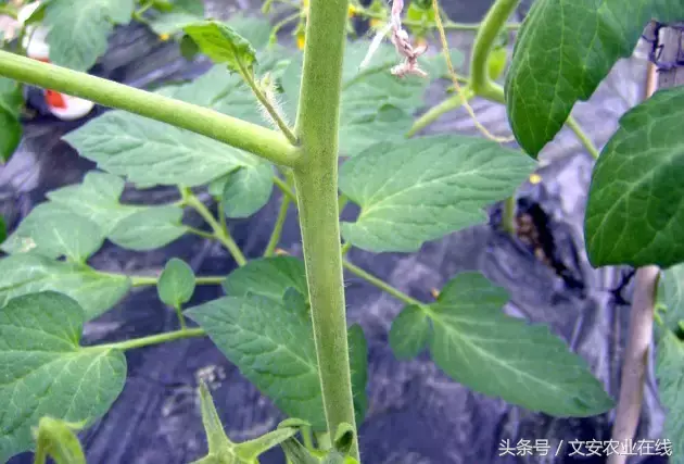 最新西红柿种植技术_西红柿种植技术大全_西红柿种植最新技术有哪些
