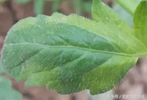 西红柿种植最新技术有哪些_西红柿种植技术大全_最新西红柿种植技术