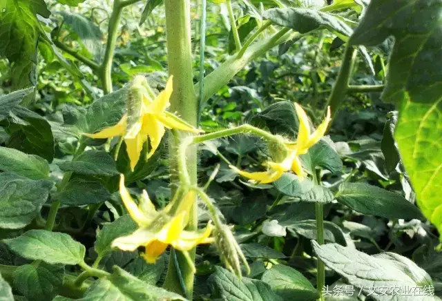 西红柿种植最新技术有哪些_西红柿种植技术大全_最新西红柿种植技术