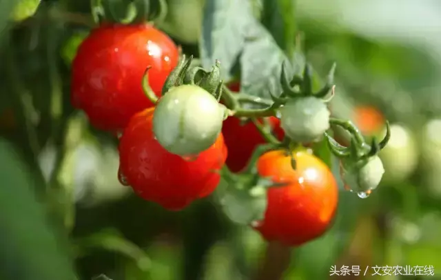 西红柿种植最新技术有哪些_最新西红柿种植技术_西红柿种植技术大全