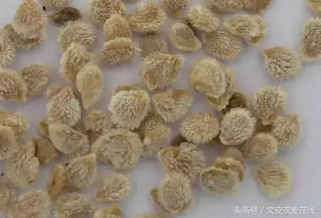 最新西红柿种植技术_西红柿种植技术大全_西红柿种植最新技术有哪些