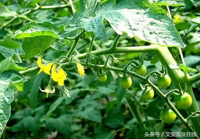 西红柿种植最新技术有哪些_西红柿种植技术大全_最新西红柿种植技术